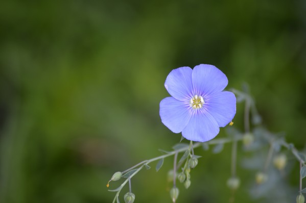 Perennial Blue Flax Wildflower - Linum Perenne  Print